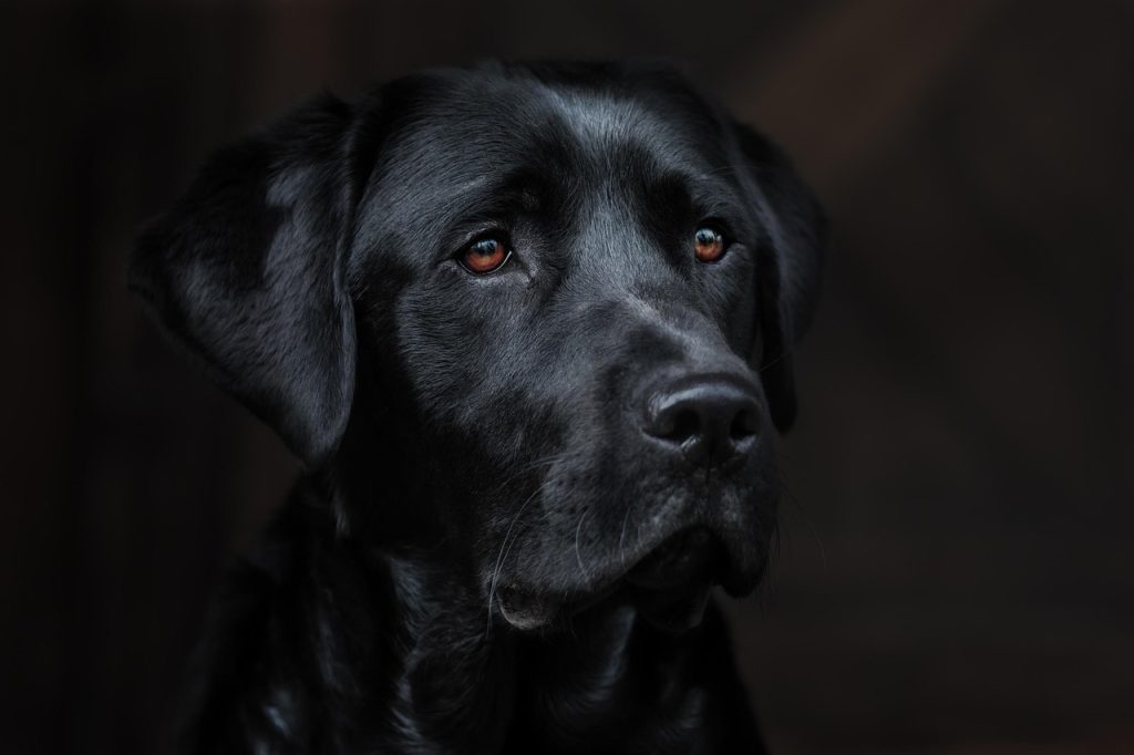 dog, labrador, retriever, lab, animal, dog, dog, pet, dog, dog, dog, labrador, nature, labrador, labrador